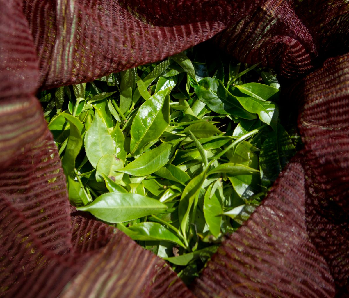 Clipper picked tea leaves