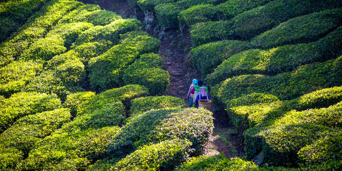 why make the switch to organic tea