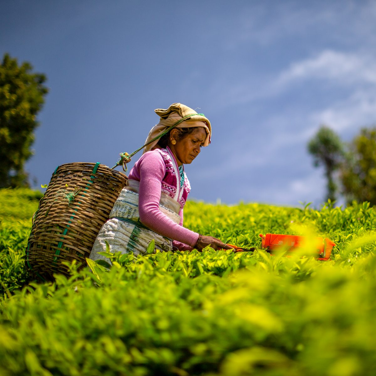Bhakyam Nagaraj tea plucker Korakundah